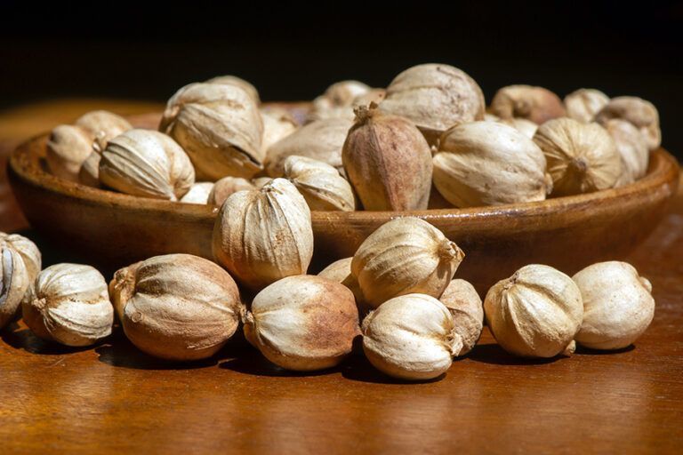 Whole dried Indonesian cardamom pods
